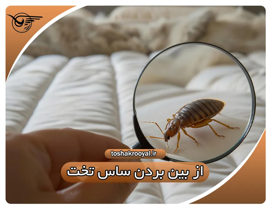 از بین بردن ساس تخت | تشک رویال